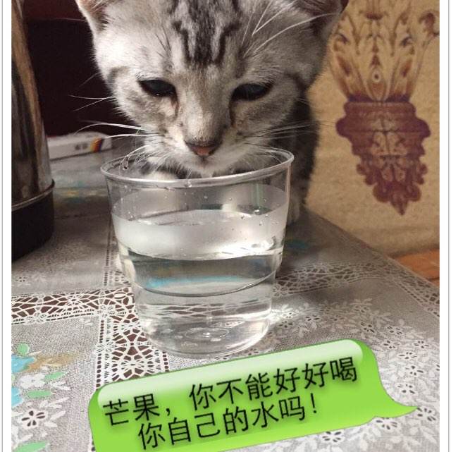 南佛罗里达大学学位证